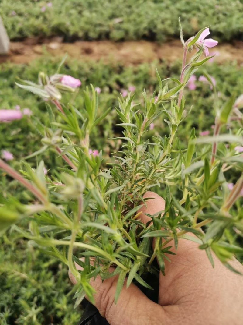 福禄考！丛生福禄考芝樱花！花海专用苗！种植基地！绿化用苗