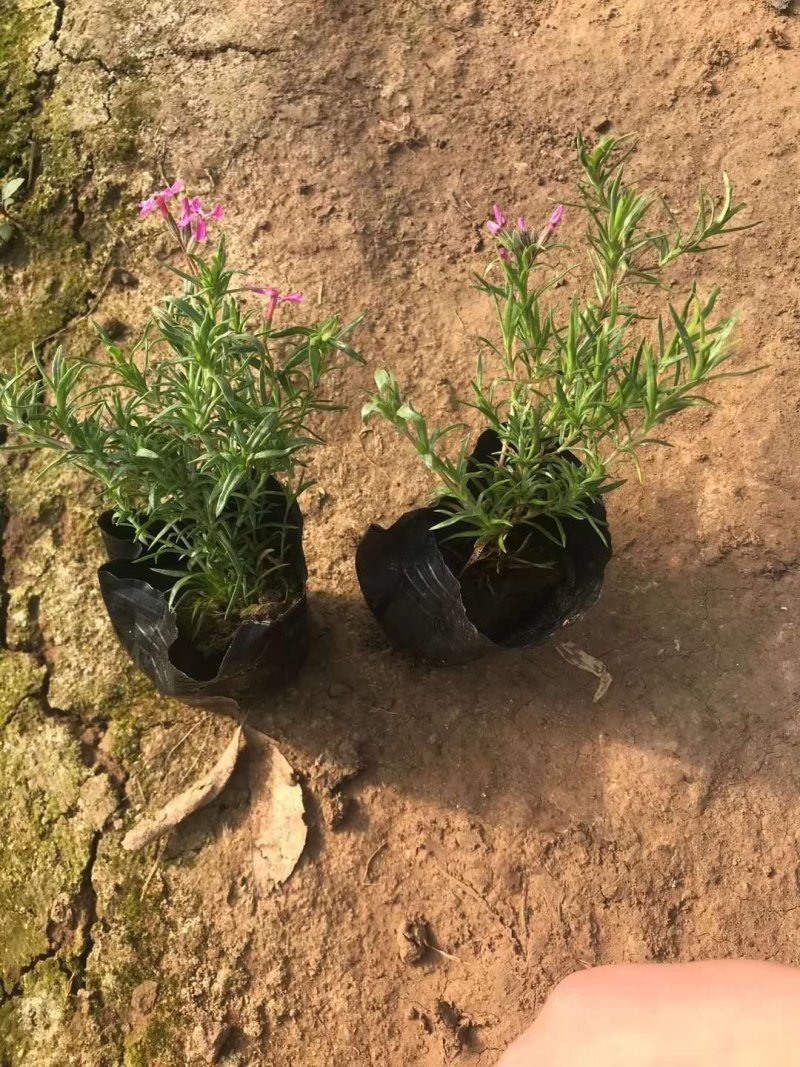 福禄考！丛生福禄考芝樱花！花海专用苗！种植基地！绿化用苗