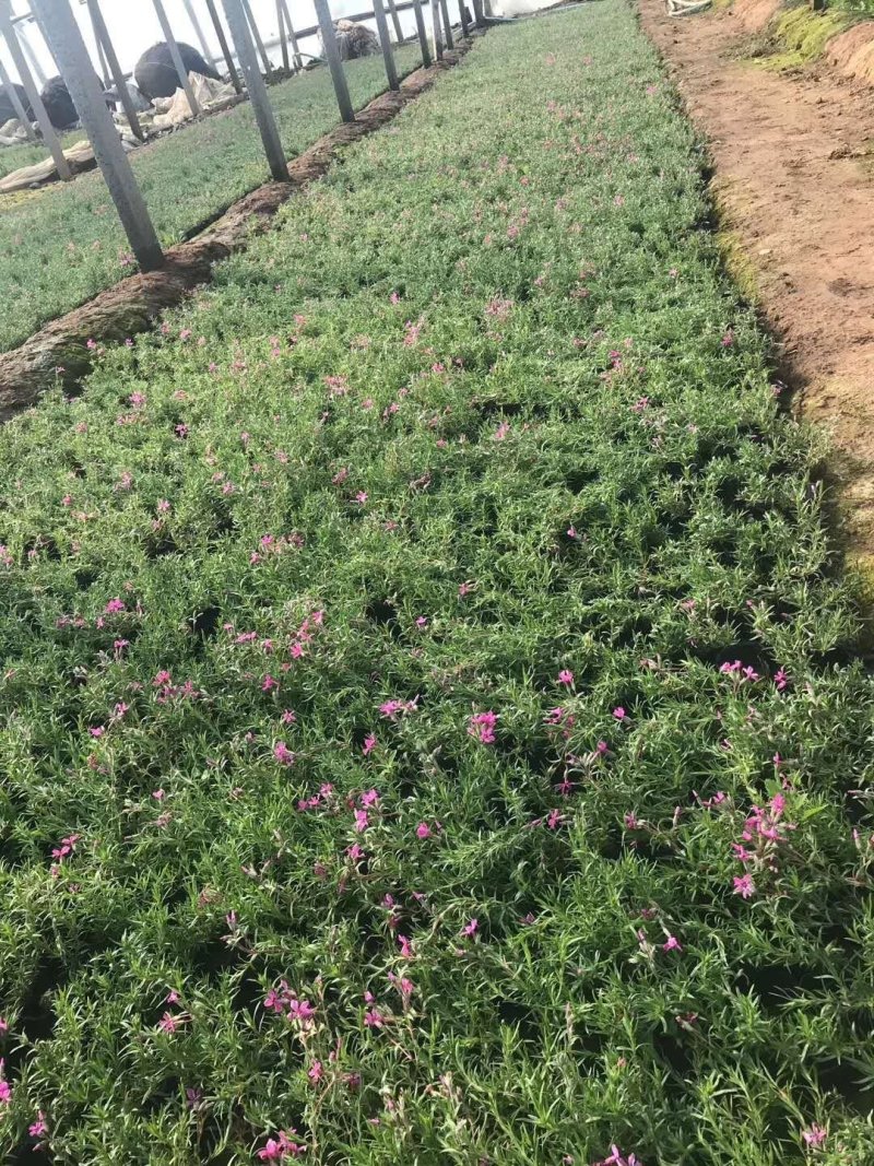 福禄考！丛生福禄考芝樱花！花海专用苗！种植基地！绿化用苗