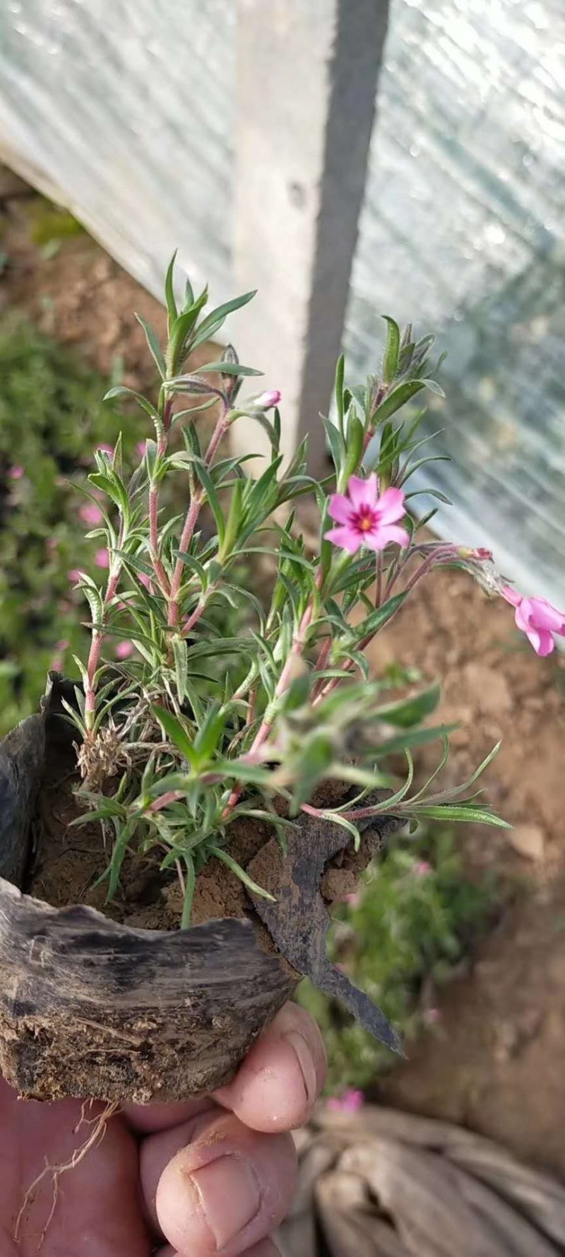 福禄考！丛生福禄考芝樱花！花海专用苗！种植基地！绿化用苗