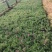 福禄考!丛生福禄考芝樱花!花海专用苗!种植基地!绿化用苗