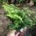 铁线蕨130杯绿化租摆可用青州货源