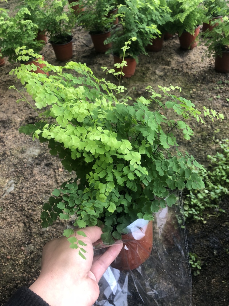 铁线蕨130杯绿化租摆可用青州货源