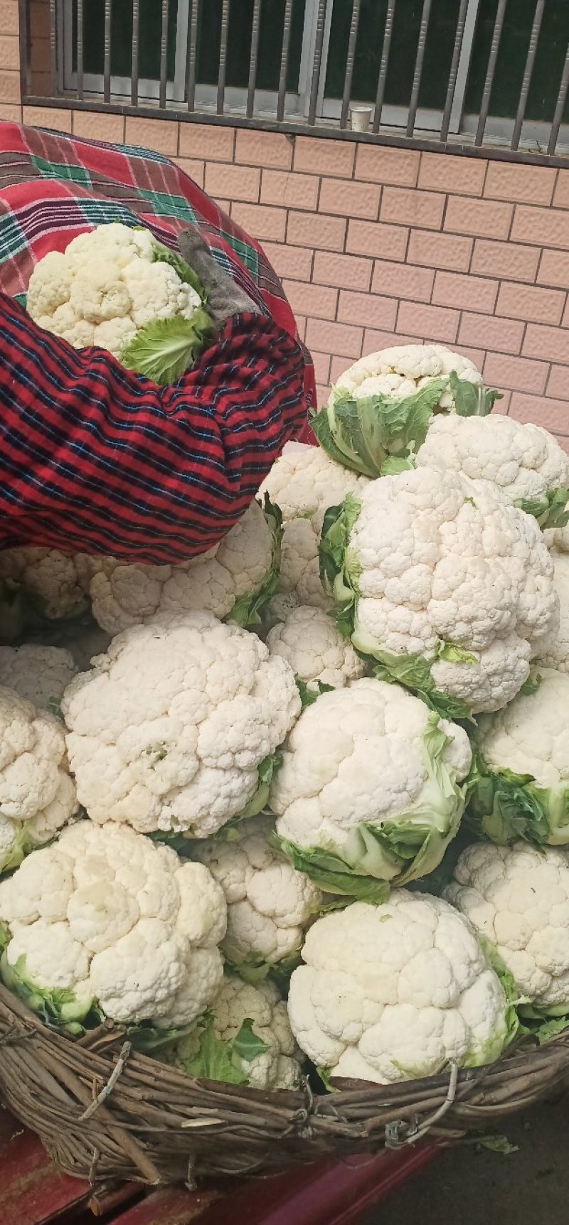 花菜，花色乳白，质量有保证