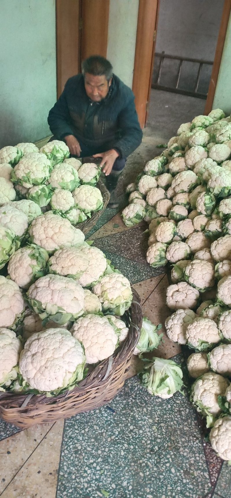 花菜，花色乳白，质量有保证