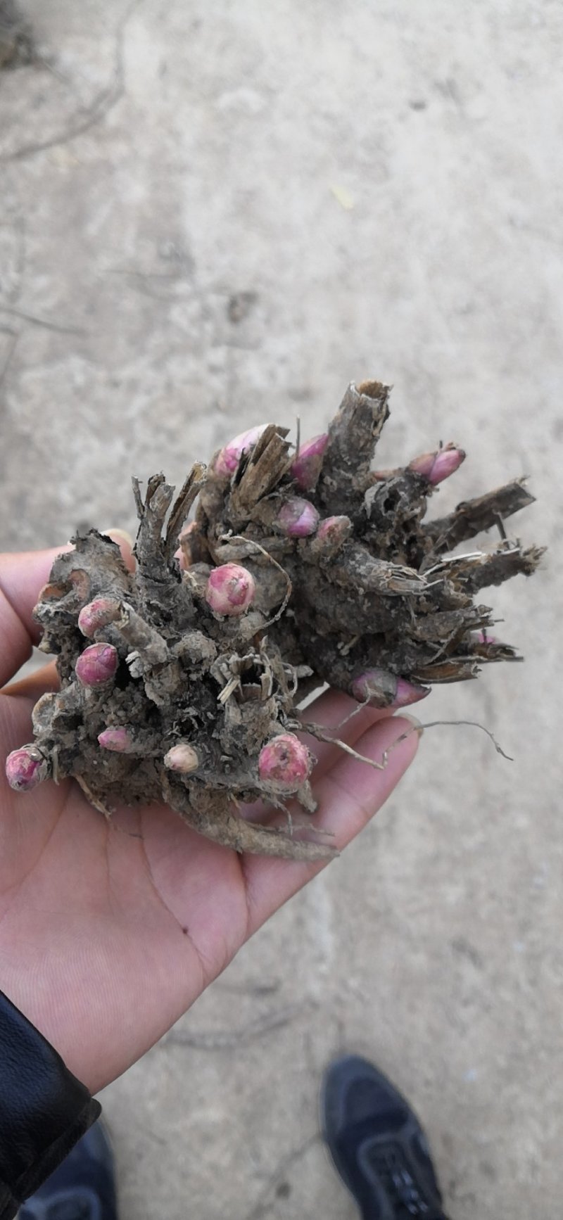 白芍芽，白芍苗，白芍种