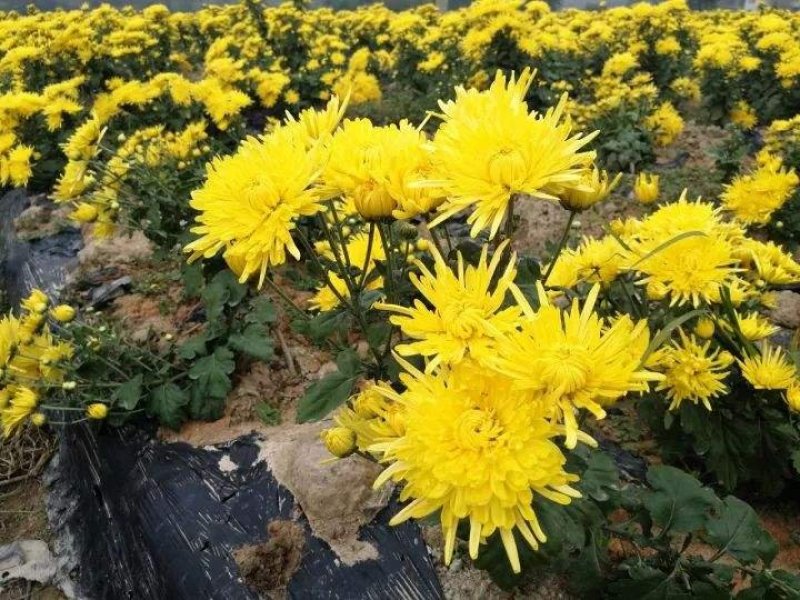 金丝皇菊，金丝皇菊种苗