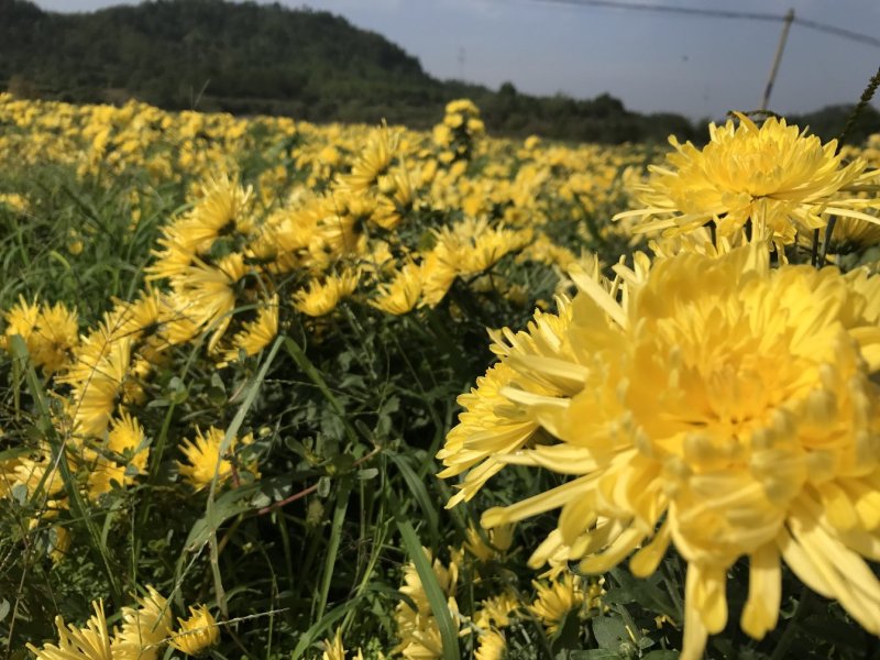 金丝皇菊，金丝皇菊种苗