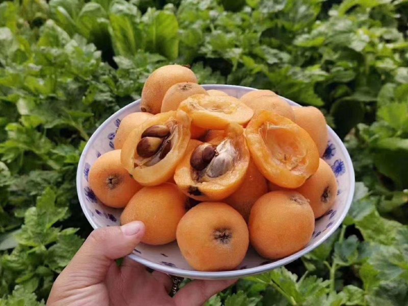 米易大五星枇杷，早中，核小肉多，口感甜，糖度高，代收。
