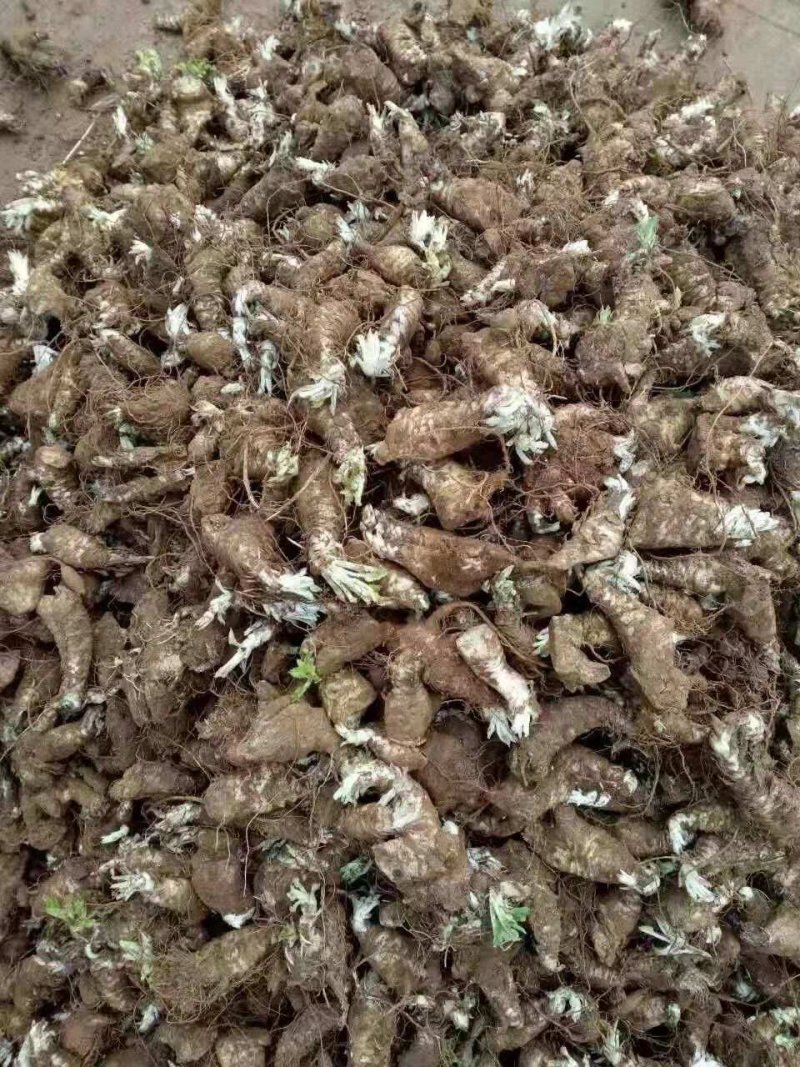 玄参苗，改良玄参芽，