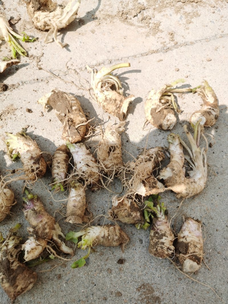 玄参苗，改良玄参芽，