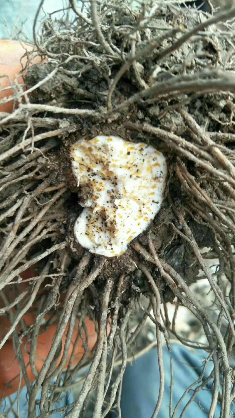 苍术种苗，苍术种。。