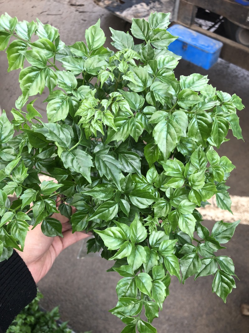 幸福树，四棵苗的小幸福树，量大价优，电商专供