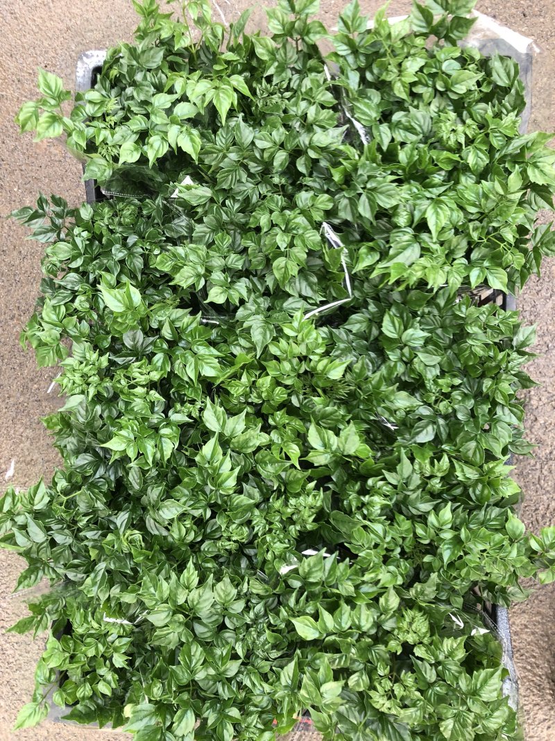 幸福树，四棵苗的小幸福树，量大价优，电商专供