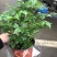 幸福树，四棵苗的小幸福树，量大价优，电商专供