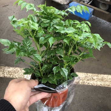 幸福树，四棵苗的小幸福树，量大价优，电商专供