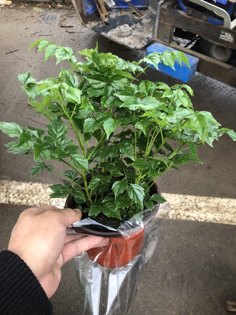 幸福树，四棵苗的小幸福树，量大价优，电商专供