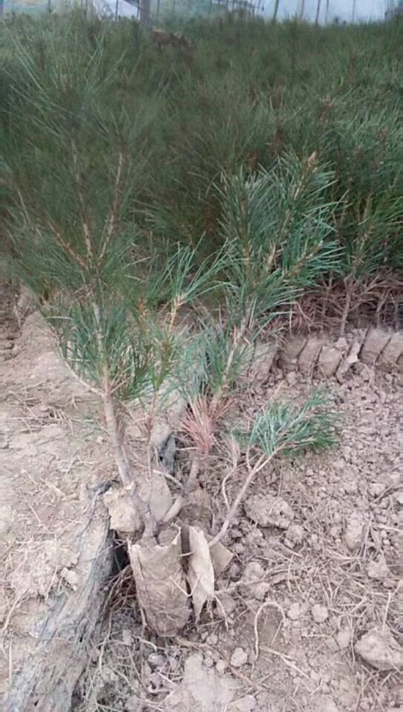 北方雪松树苗雪松小苗松树绿化树苗北方种植雪松树苗