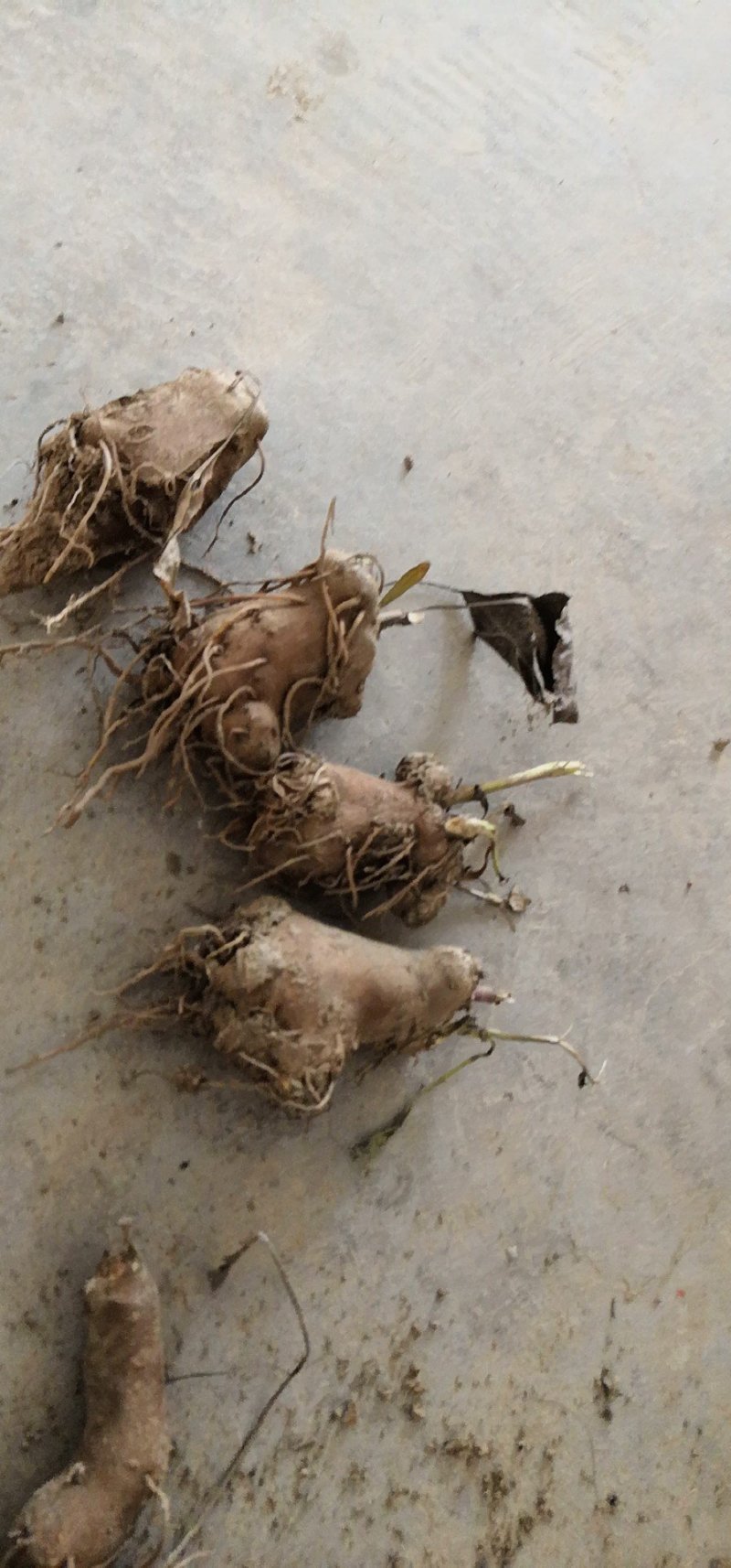 白术种苗10~20cm