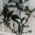(当年开花)桂花苗桂花树苗月月桂红金桂四季桂盆栽花卉庭院