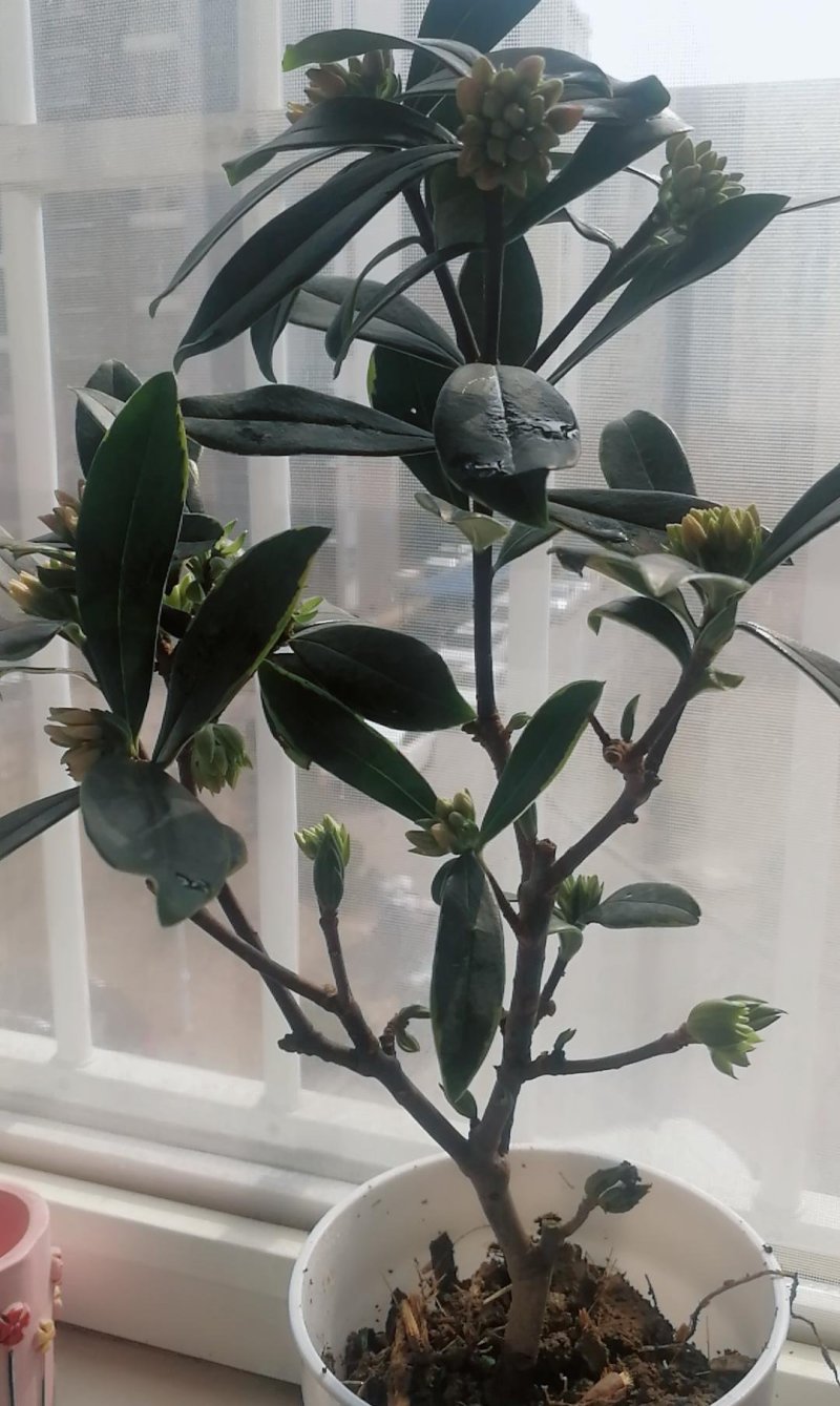 (当年开花)桂花苗桂花树苗月月桂红金桂四季桂盆栽花卉庭院