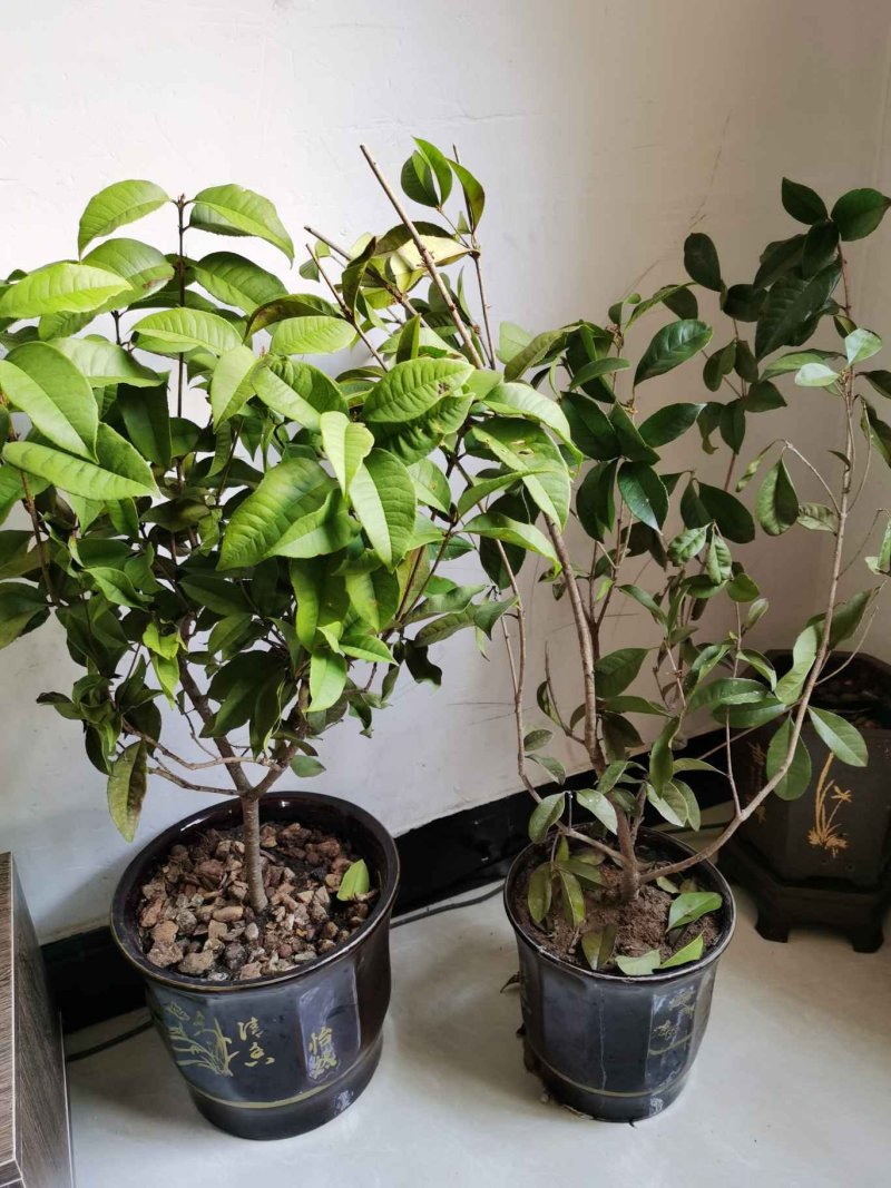 (当年开花)桂花苗桂花树苗月月桂红金桂四季桂盆栽花卉庭院