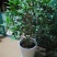 (当年开花)桂花苗桂花树苗月月桂红金桂四季桂盆栽花卉庭院