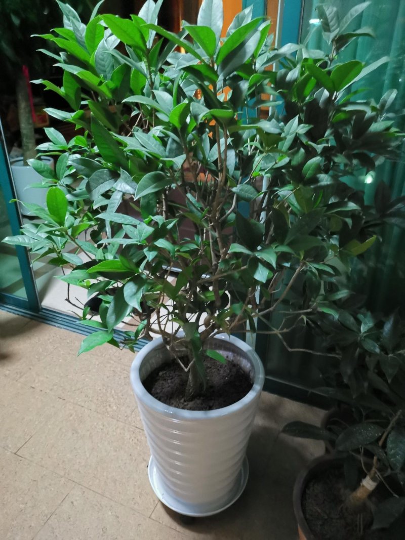 (当年开花)桂花苗桂花树苗月月桂红金桂四季桂盆栽花卉庭院