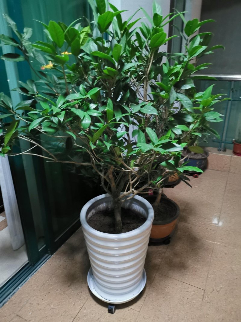(当年开花)桂花苗桂花树苗月月桂红金桂四季桂盆栽花卉庭院