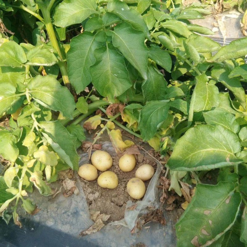 长期出售各种规格迷你土豆
