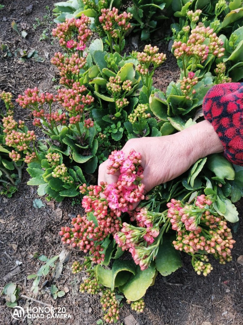 【基地畅销】长寿花盆栽花园直销颜色多多南北方适宜