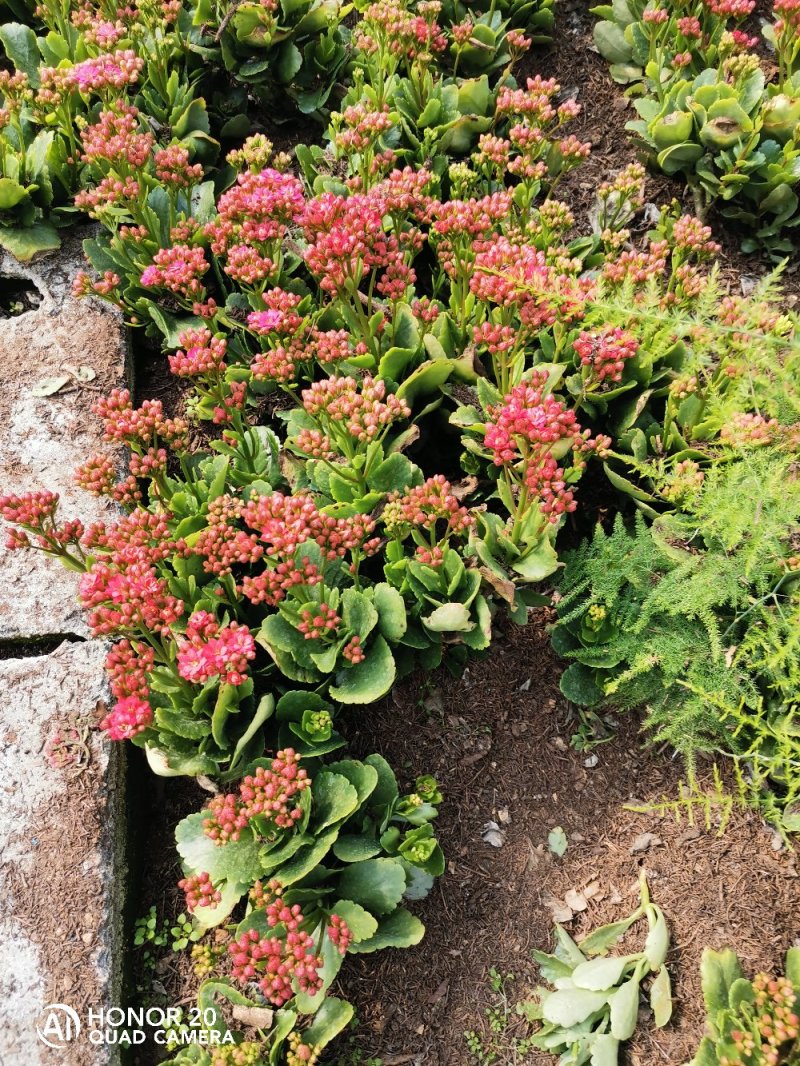 【基地畅销】长寿花盆栽花园直销颜色多多南北方适宜