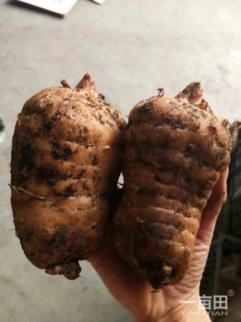 天麻优质，陕西特产好好