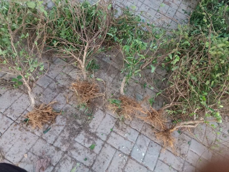 金银花小苗，大苗，老桩，量大规格多欢迎下单