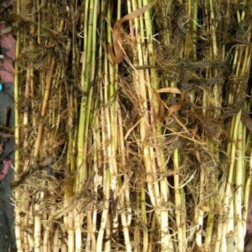 芦苇【承接绿化品质好货，产地批发