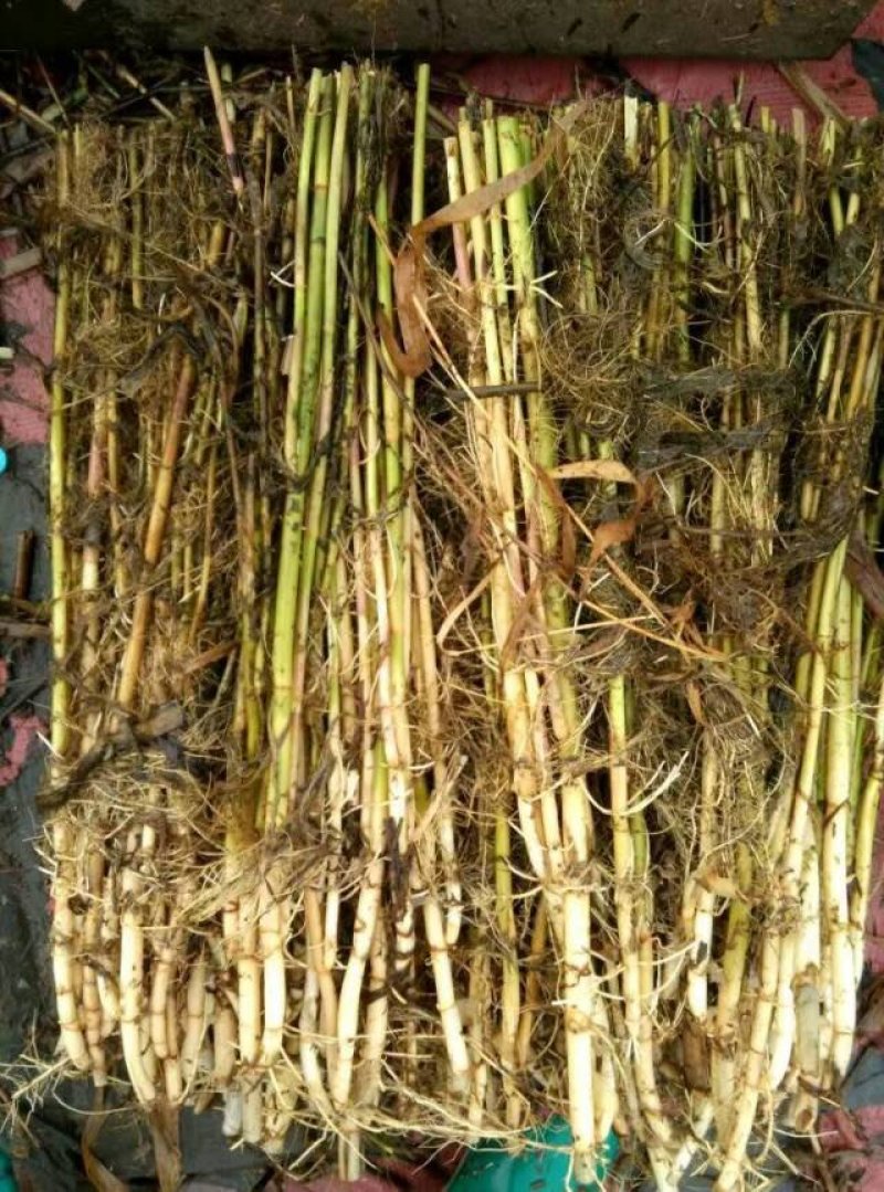 芦苇【承接绿化品质好货，产地批发