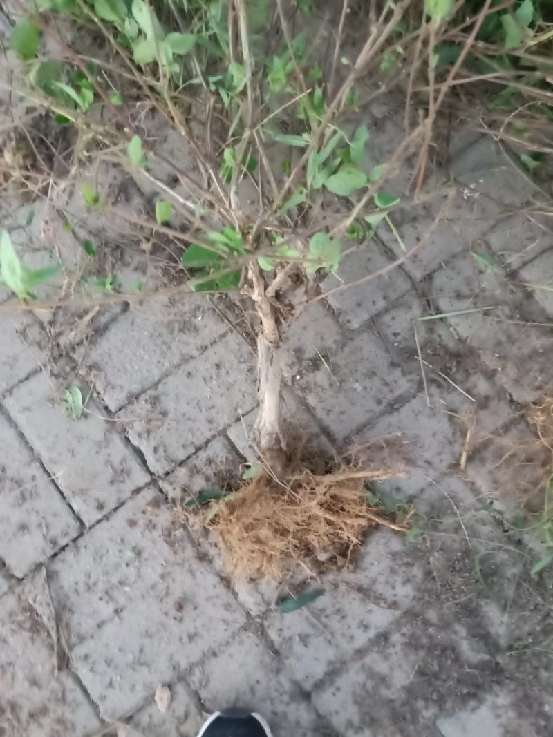 金银花苗20~30cm大小都有低价供应