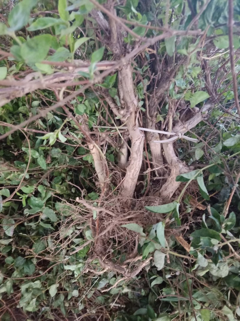 金银花苗20~30cm大小都有低价供应