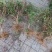 金银花苗20~30cm大小都有低价供应