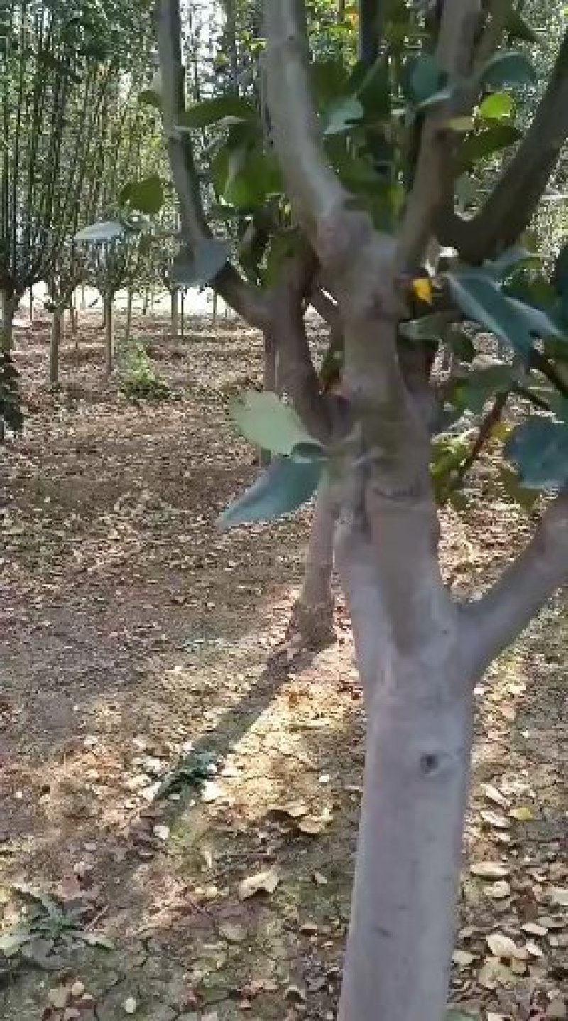 【海棠树】西府，绚丽，垂丝，巴雷等品种，量大从优占地海棠