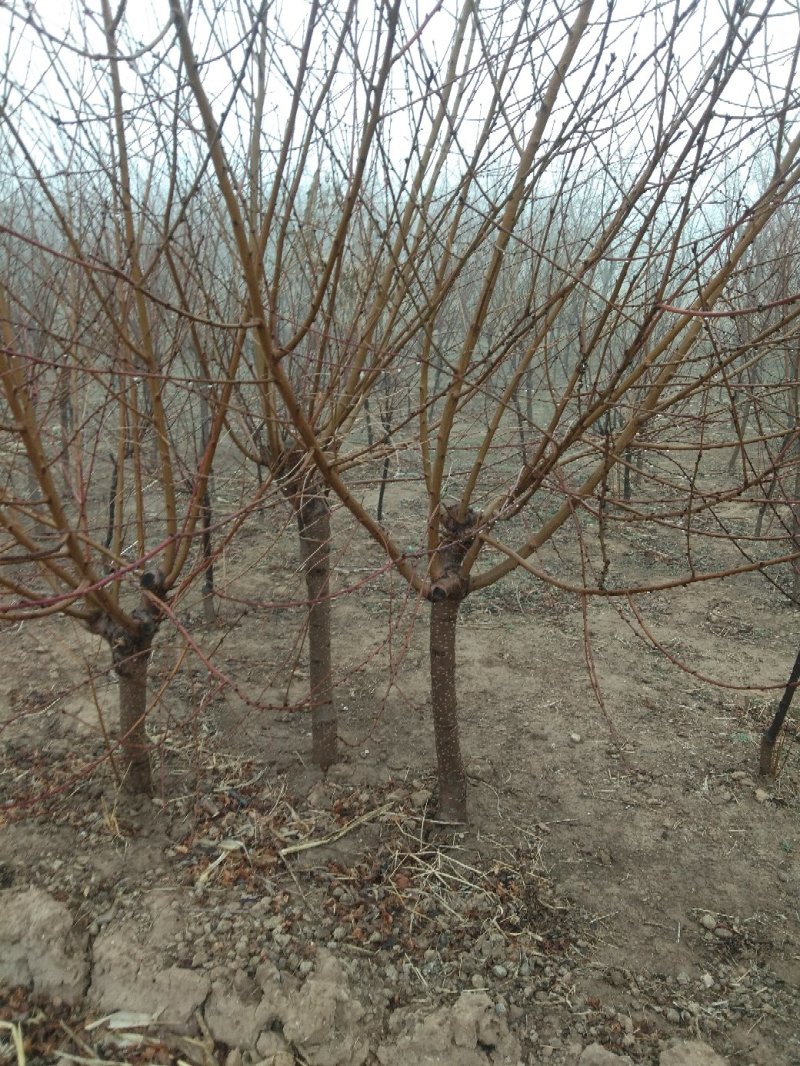 红叶碧桃4~6cm2.5~3米冠幅好自家种植无任何费