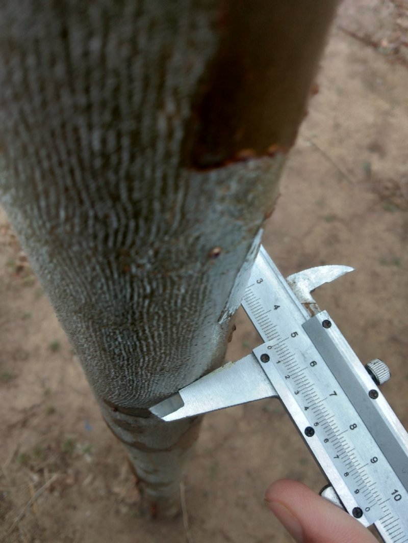 红叶碧桃4~6cm2.5~3米冠幅好自家种植无任何费