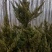 红叶碧桃4~6cm2.5~3米冠幅好自家种植无任何费