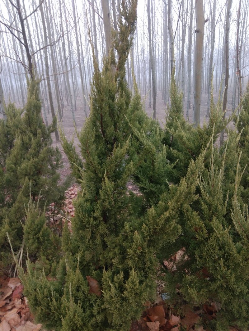 红叶碧桃4~6cm2.5~3米冠幅好自家种植无任何费