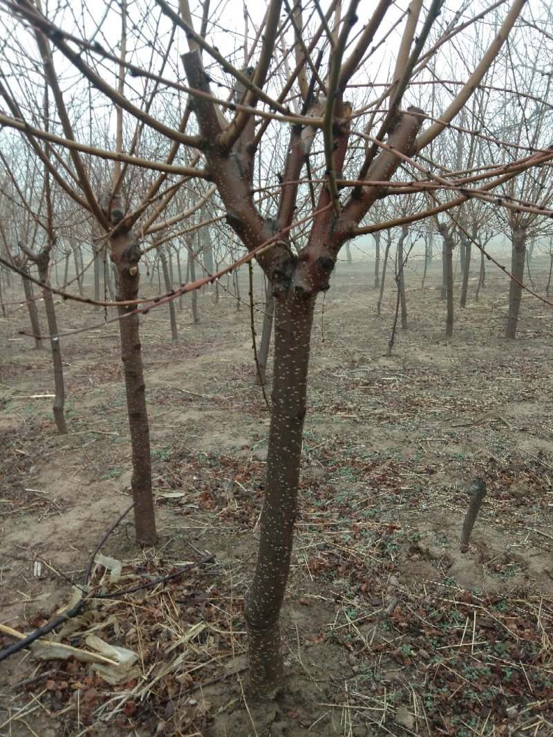 红叶碧桃4~6cm2.5~3米冠幅好自家种植无任何费