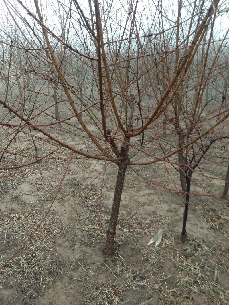 红叶碧桃4~6cm2.5~3米冠幅好自家种植无任何费