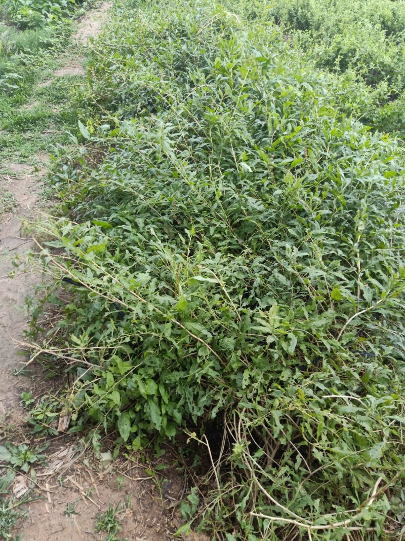 枸杞树，占地用，盆景用，老桩绿化收益都很好