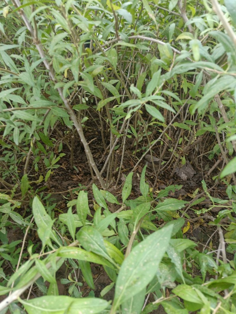 枸杞树，占地用，盆景用，老桩绿化收益都很好
