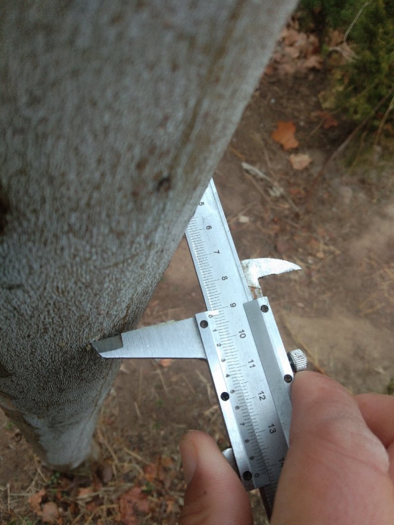 法桐4~10cm4~6cm3~3.5米1~2米