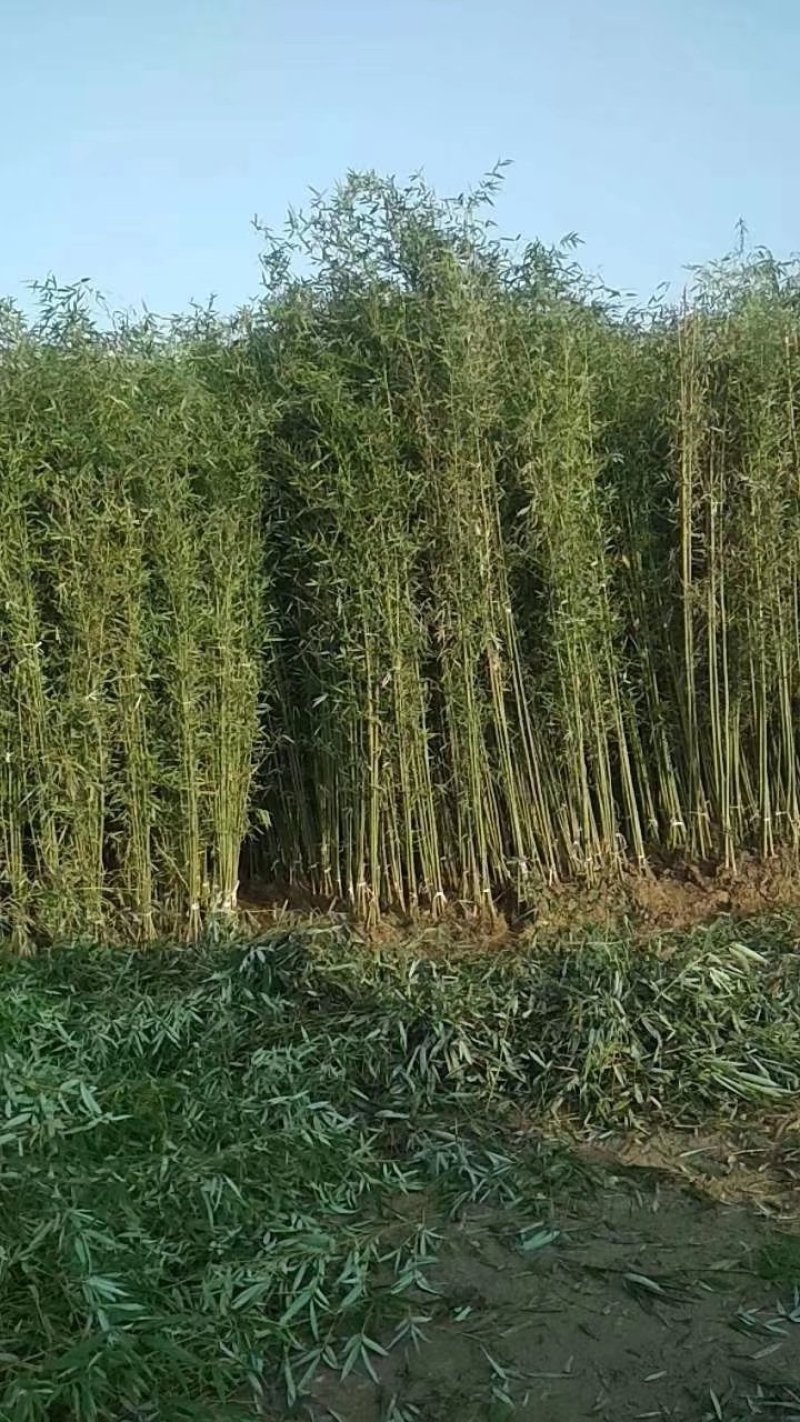 各种，竹子，风景竹，全都有，现大量出售，欢迎来电咨询。